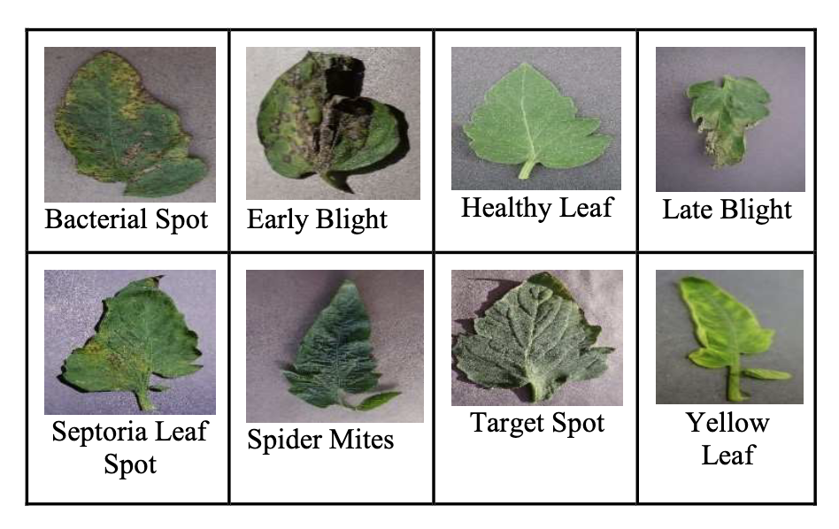 leaf-disease-data.png